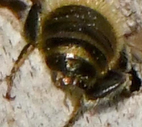 Réf. 225 433 : Osmia sp.